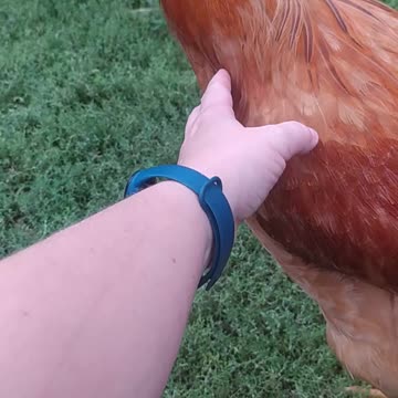 A rooster called Baguette