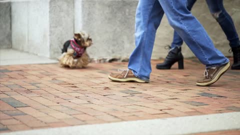 Man and Woman Walking a Black and White Maltese Dog