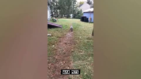 Funny Dog Videos that will make you Laugh Out Loud |Mad Pets