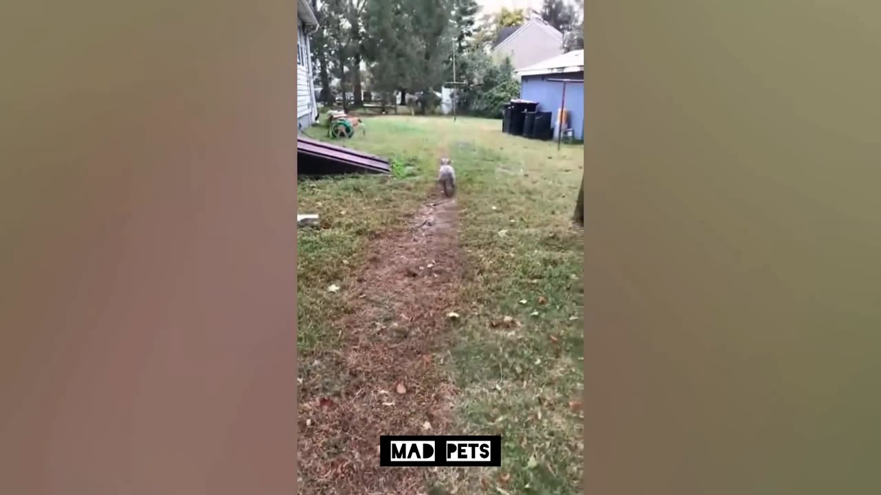 Funny Dog Videos that will make you Laugh Out Loud |Mad Pets