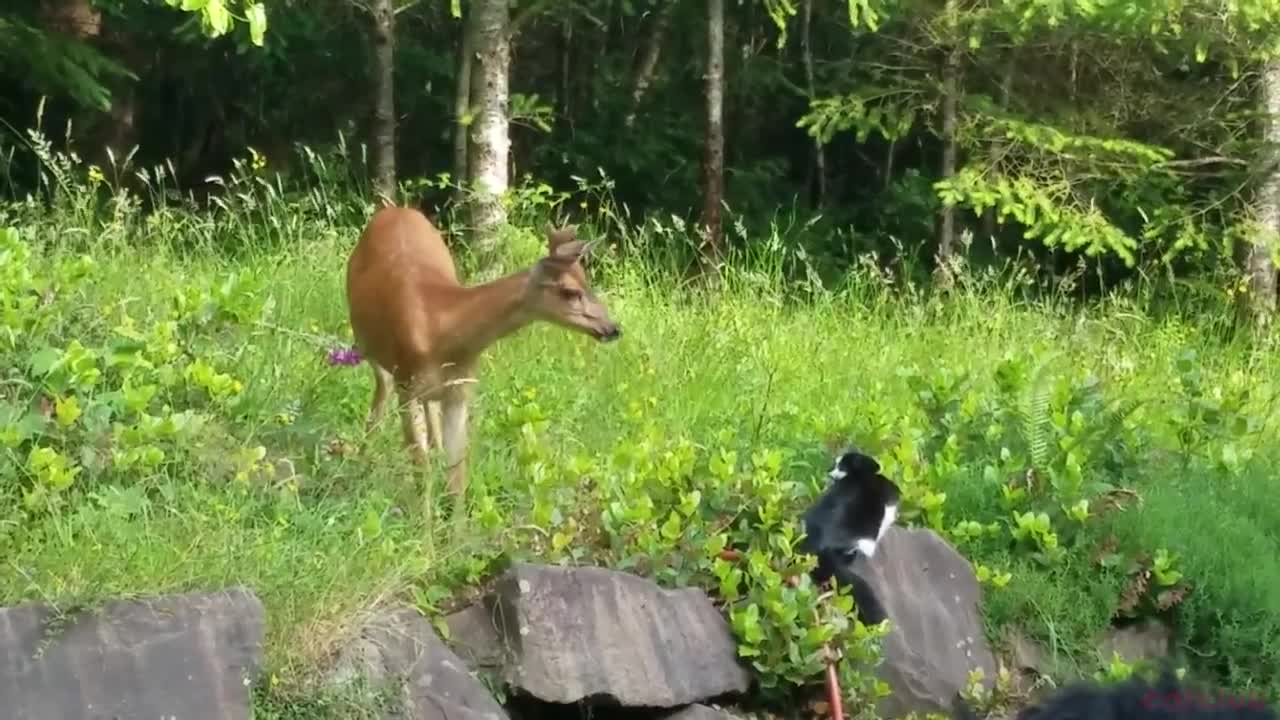 cat scares deer