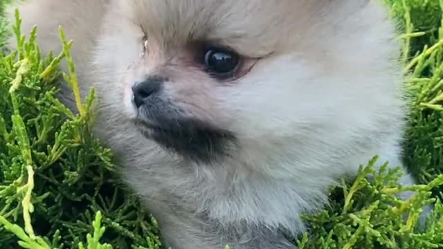 Very cute puppy playing in the garden