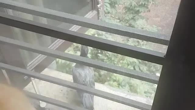 Brown golden retriever barking at pigeon outside of window
