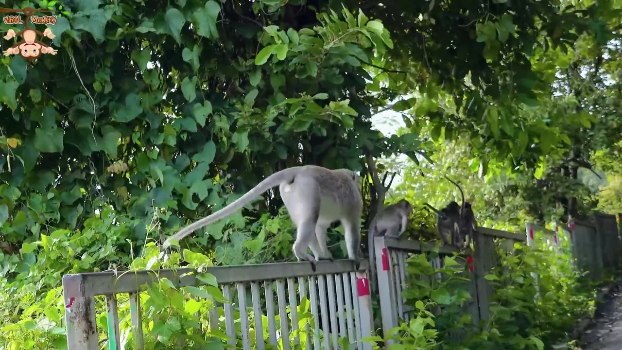 Monkeys Beautiful Scenes Episode 14 | Viral Monkey