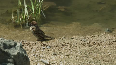 Pond Sparrow (tricky shoot)