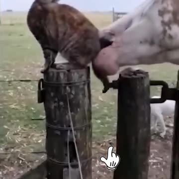 Fanny cat videos | cat videos | cute cat videos | kittycat video |