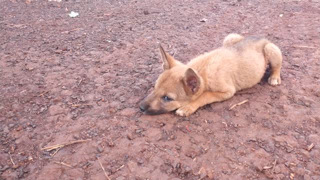 Cute little puppy playing