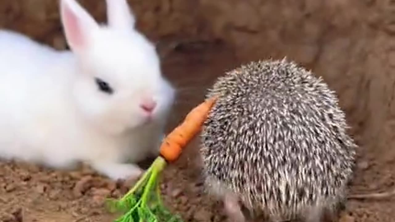 The hedgehog is giving the little rabbit some delicious food.