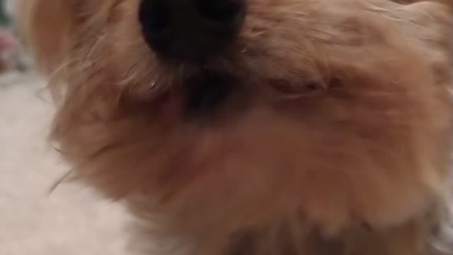 Small dog is asked if it wants a treat and happily eats carrot