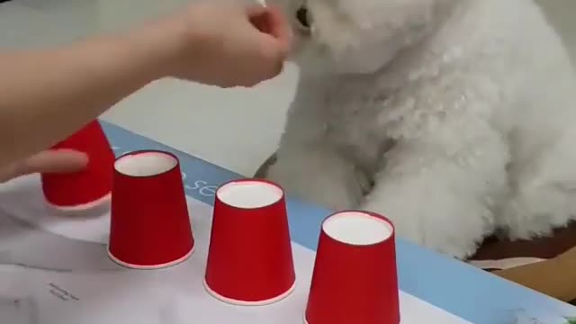 Let's Play Music Show with Pets