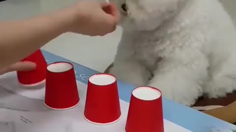 Let's Play Music Show with Pets