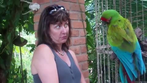 Talking parrot and the tourist