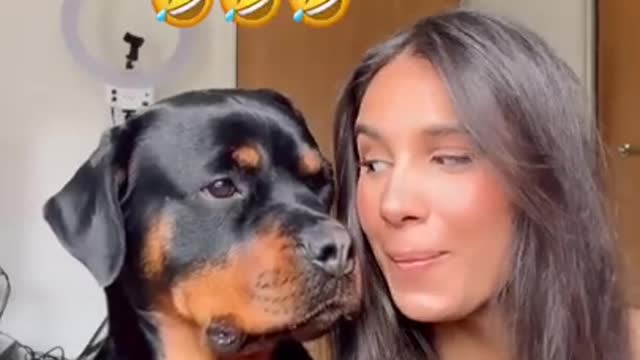 Rottweiler Reaction