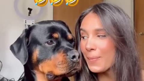 Rottweiler Reaction