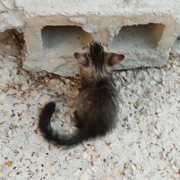 Two Kittens Playing Near a Hollow Block ।। Cats Video।। #Shorts