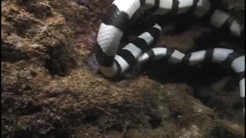 Sea Snake eating Moray Eel, Fiji