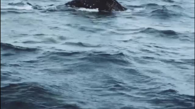 Killers whale beautyfull whale shark in sea water