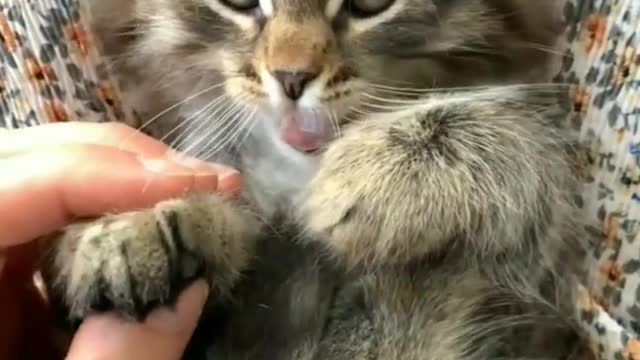 Cute baby cats funny and fighting videos