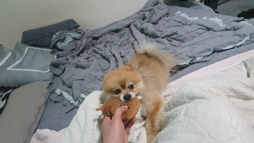 Puppy playing and tugging with toys.