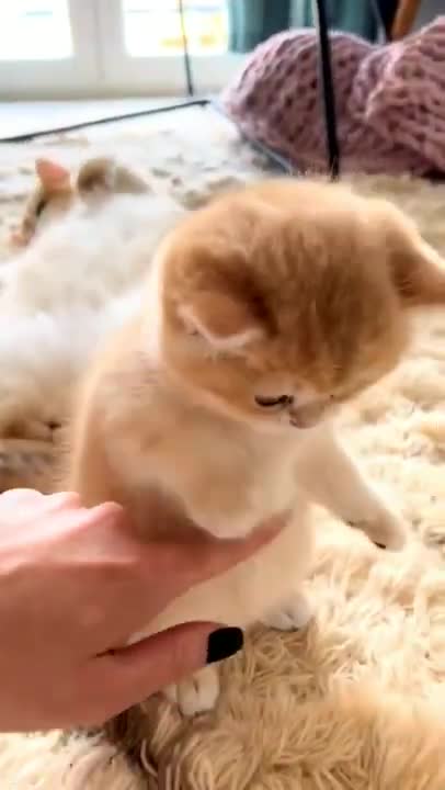 2.So funny and cute cats #shorts