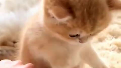 2.So funny and cute cats #shorts