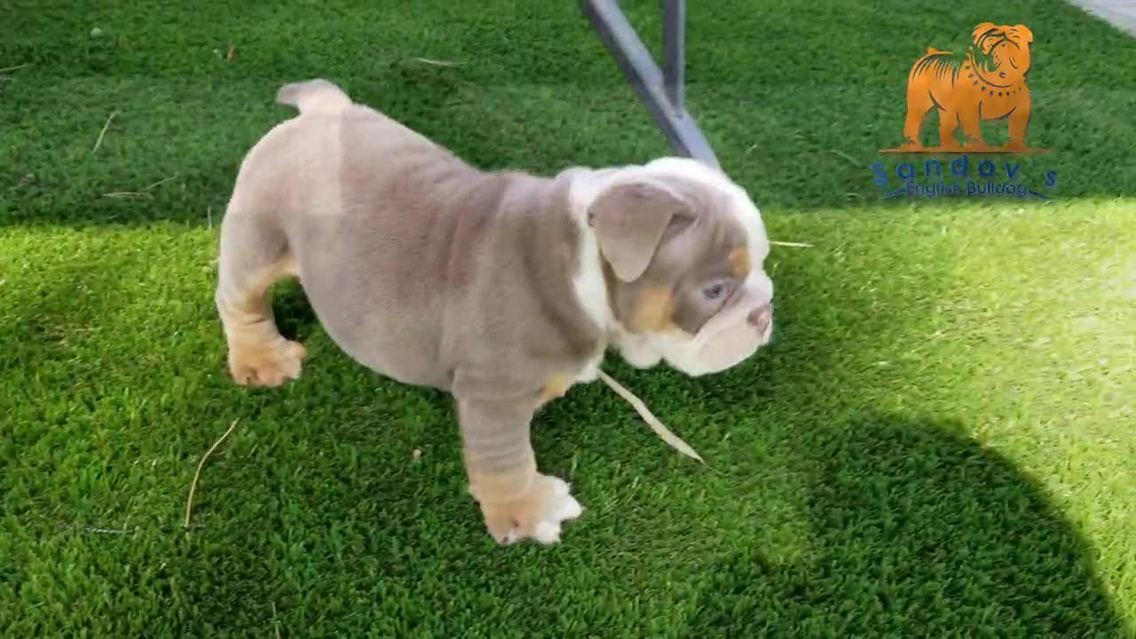 Puppy English Bulldog