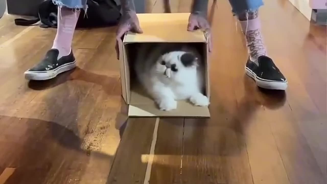 funny and Cute Cats Videos #27