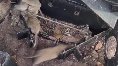 Swarm of Mice Scurry Away