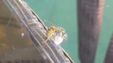 bee attacking moth