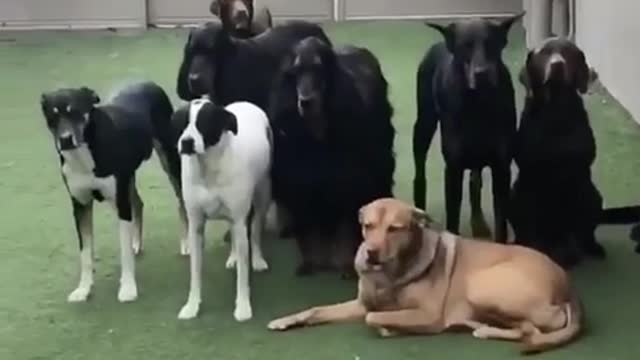 Funniest cats and dogs wating for their turn