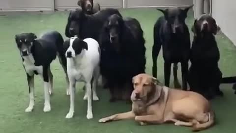 Funniest cats and dogs wating for their turn