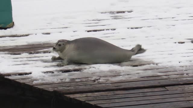 Lovely Seal For Children