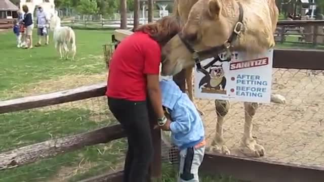 Funny babies at the zoo🤣🤣😁😁😂