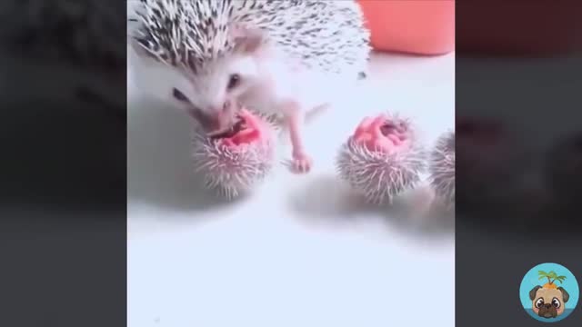 My pet is so cute 13