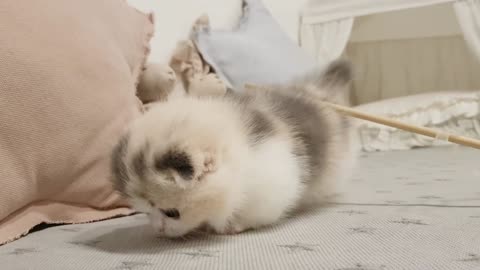 cute little cute kitten 🐱