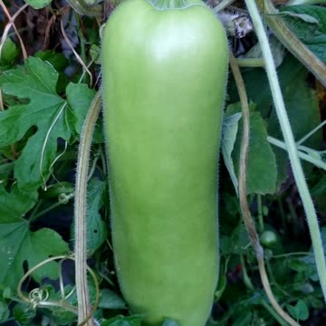 Harvesting Wintry Bottle Gourd