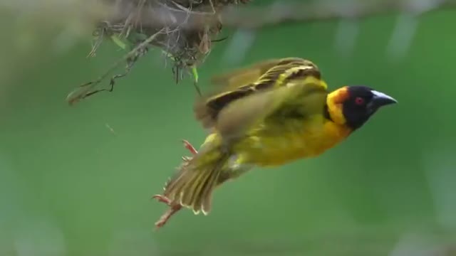 Beautyfull Bird fly