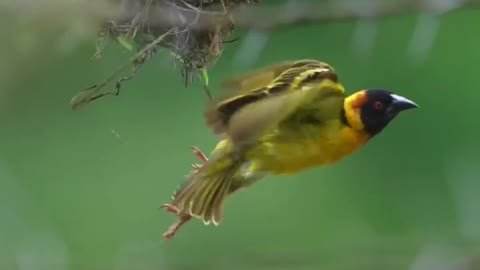 Beautyfull Bird fly