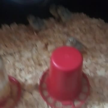 Chicks in a brooder part 7