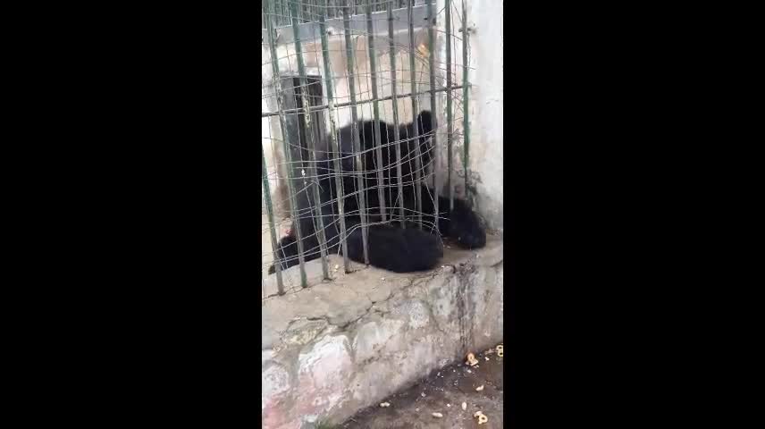 Brown bear who wants to go out to play