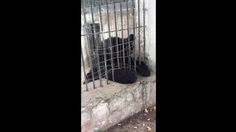 Brown bear who wants to go out to play