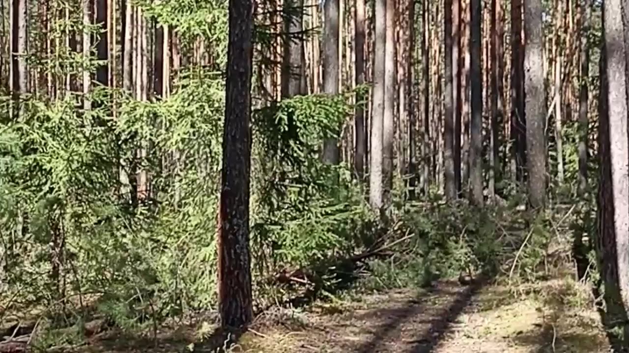Touch the Sky... in the silence of the forest
