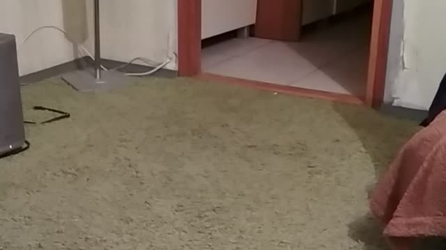 The cat gets scared and runs away