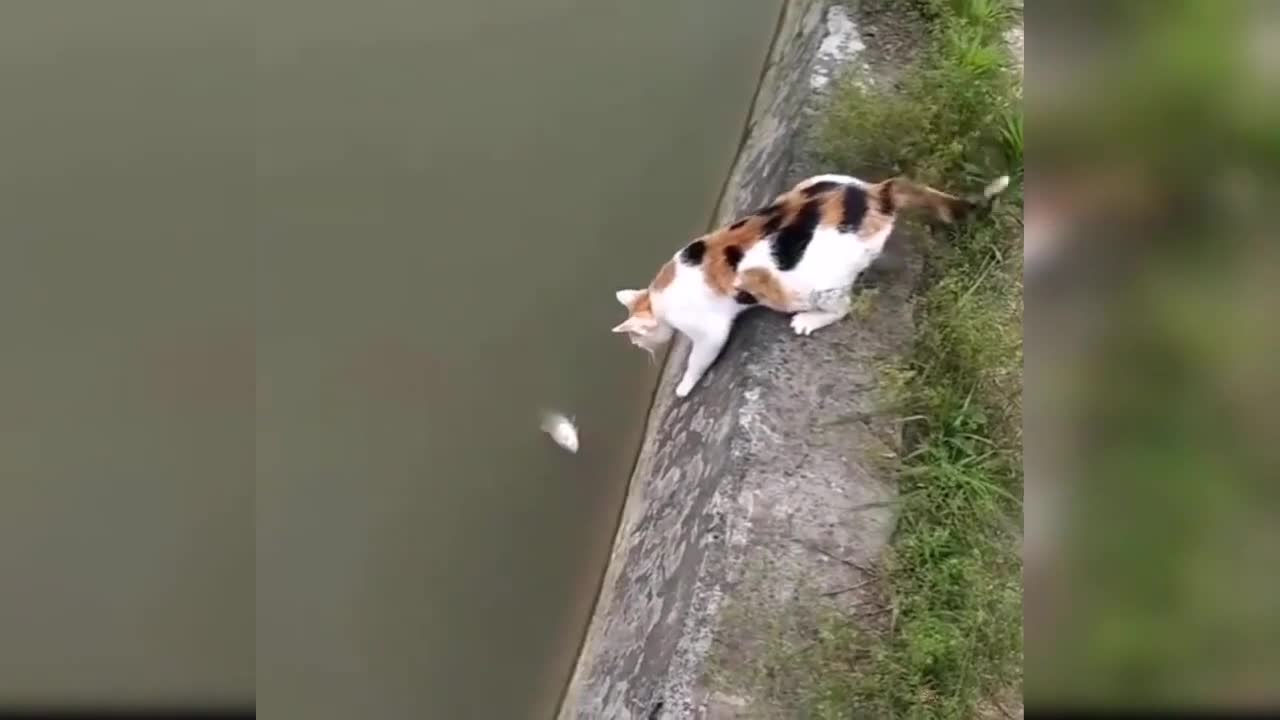 Best of Baby cute cats and Funny cat videos
