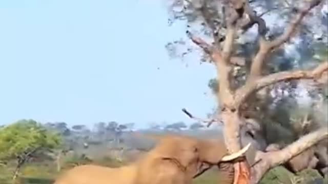 Elephant knocks down tree #wildlife #shorts #nature