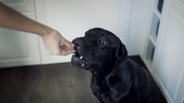 Look at this big black dog eating fruit