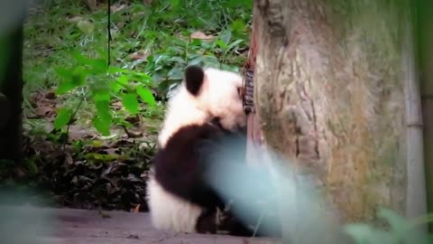 Baby Panda Twins Playing