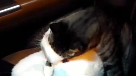 Let me introduce, my friend, Kitty Cat