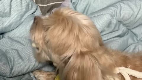 Chew, bite, taste, and enjoy
