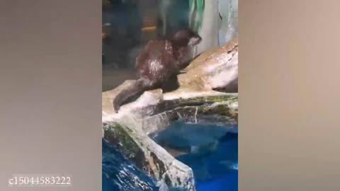 Funny animals